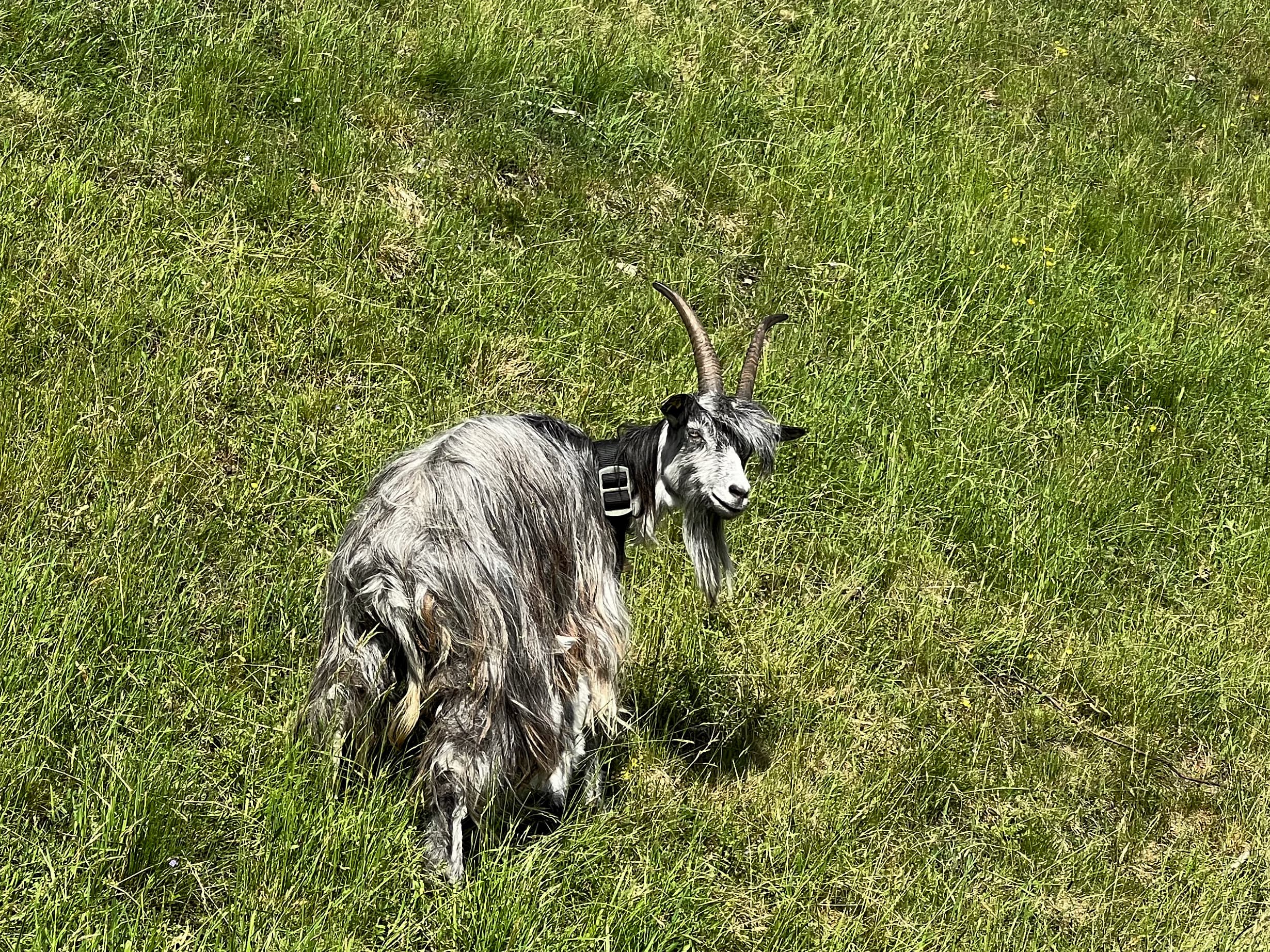 Bruck an der Groglocknerstraße: Ziege
