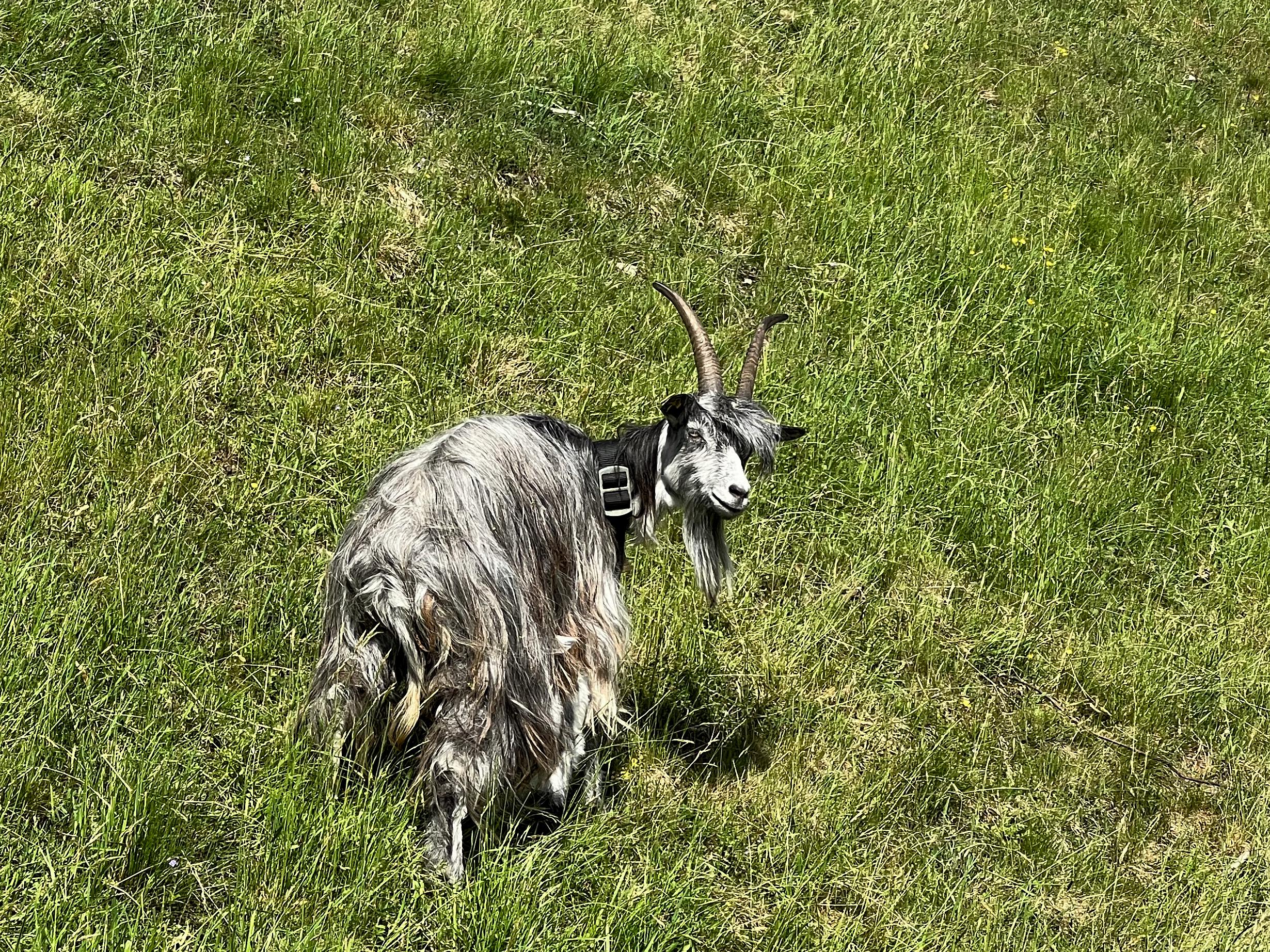 Bruck an der Groglocknerstraße: Ziege