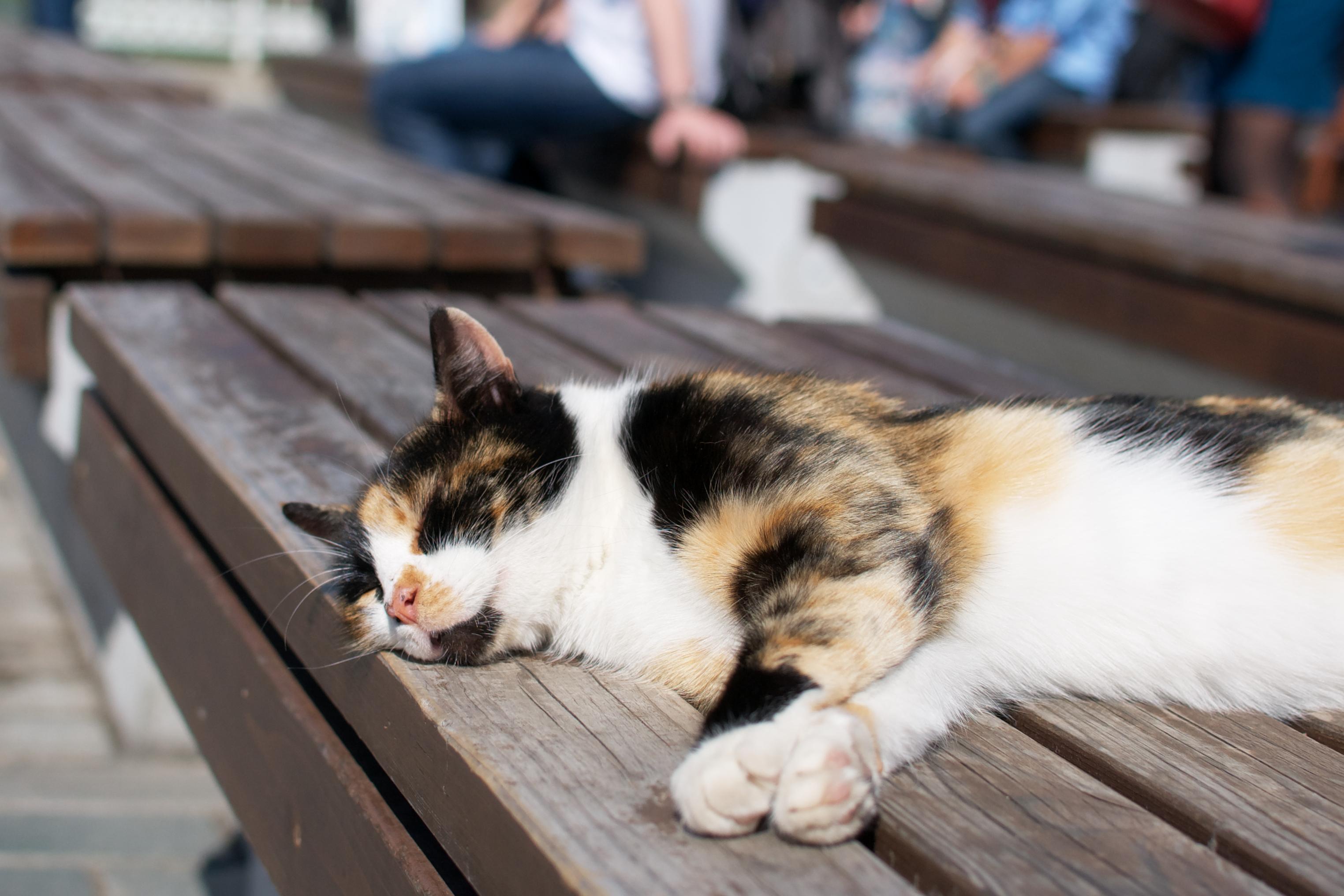 Istanbul: Chill-Cat