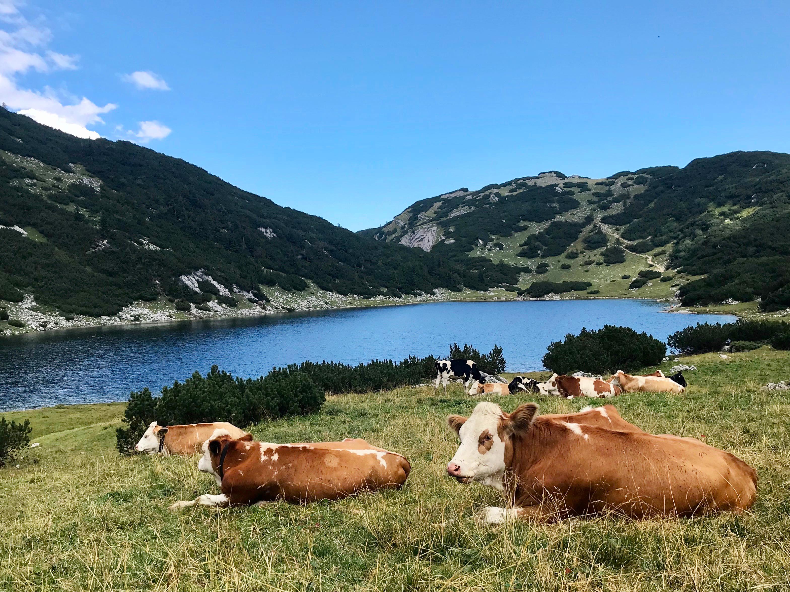 Münster in Tirol